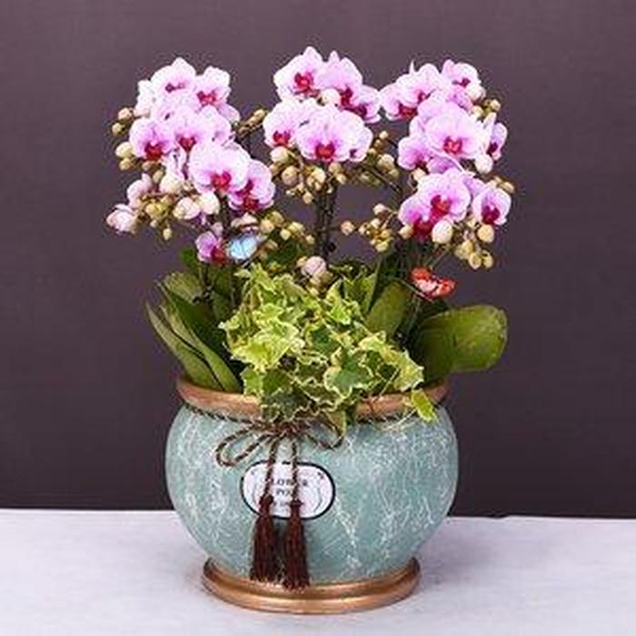 盆栽花卉 贈予自然的詩意，傳遞情感的芬芳