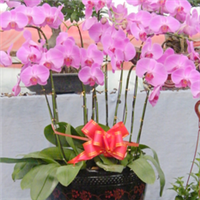 青州萬佳花卉 禮贈自然之美，花卉傳遞溫情